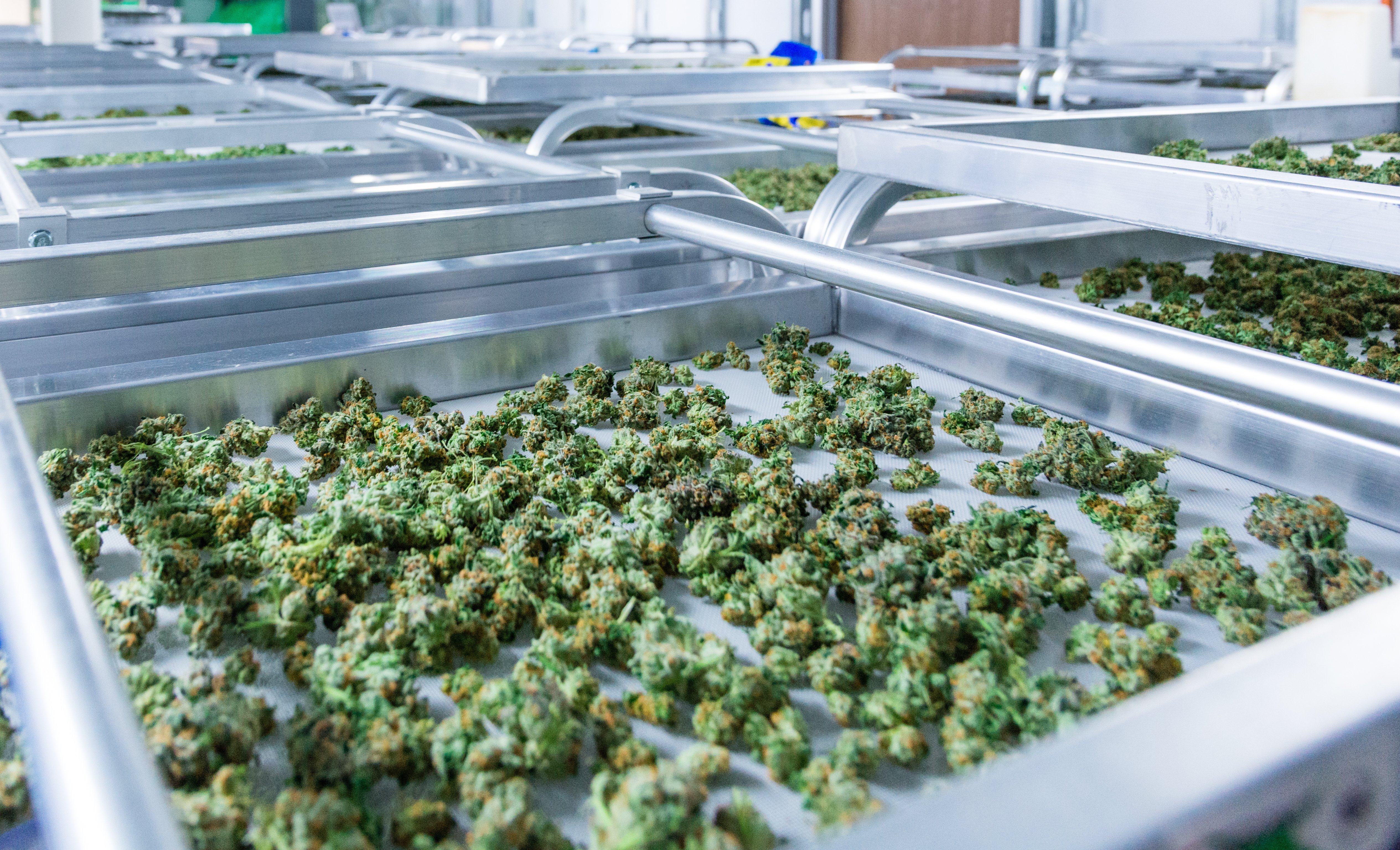 Greenbrier Holdings cannabis processing