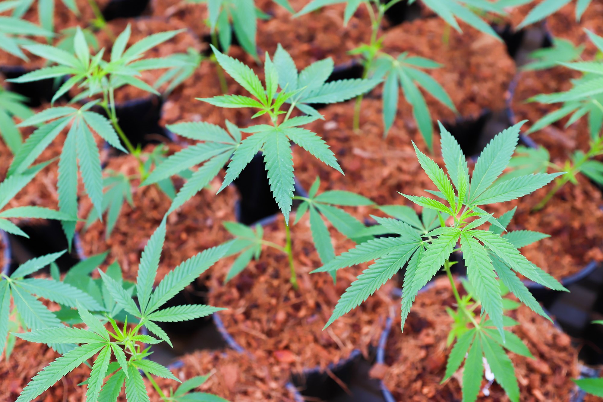 Greenbrier Holdings cannabis clones